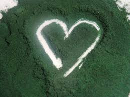 Hasil gambar untuk spirulina