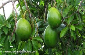 avocado plants ile ilgili görsel sonucu