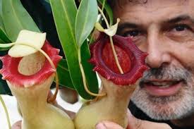 Jean-Jacques Labat cultive le seul jardin carnivore d&#39;Europe, qui plonge le visiteur dans l&#39;univers étonnant des plantes anthropophages. photo Philippe ... - 151720_13843170_460x306