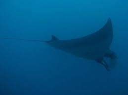 Resultado de imagen para MANTARRAYAS EN FRESNILLO