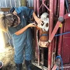 Image result for eyeball enucleation cattle