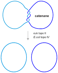 Picture of Catenane