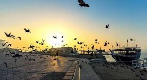 الرسالة نت