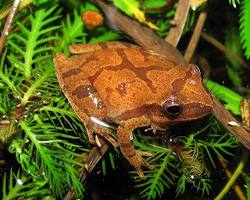 Image of Northern Spring Peeper