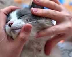 Cat with skin allergiesの画像