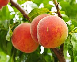 peaches ile ilgili görsel sonucu