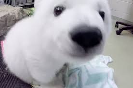 Image result for baby polar bears