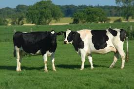 Image result for national zoo cows