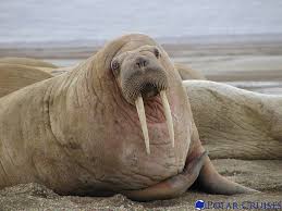 Image result for walrus