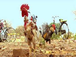 Image result for chhattisgarh images