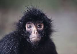 Image result for MONKEYS