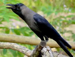 Image result for house crow