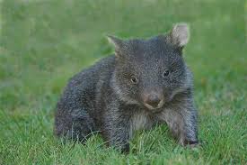 Image result for wombat