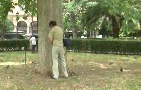Risultati immagini per immagini roma pipi albero