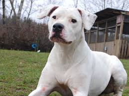 Resultado de imagem para dogue argentino