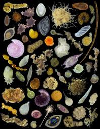 Minería Abisal: Impacto Devastador en la Biodiversidad Marina Profunda