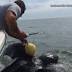 WATCH: Jacksonville deputies rescue 9-foot sea turtle