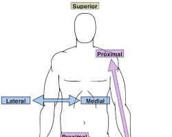 Image of Distal anatomy