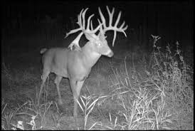 Image result for wild game camera pics