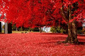 Image result for pictures gallery for amazing places of the world