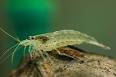 Amano Shrimp Care, Diet Breeding - AquariumInfo. org