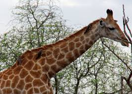 Image result for What noise does a giraffe make?