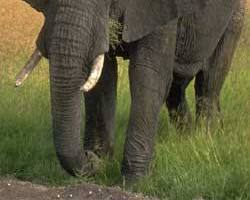 African elephant, the largest land animal on earth