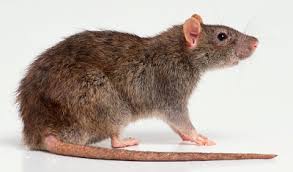 Image result for lassa fever rat