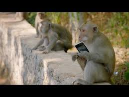 Image result for MONKEYS