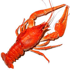 images?q=tbn:ANd9GcSdxaZ8Ul9M7uYJbhXkDCc