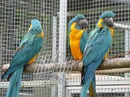Image result for baby macaw parrot for sale