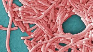 NYC Legionnaires' Outbreak: 2 Dead, 58 Sick – What You Need to Know!