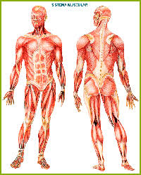 Resultado de imagen para cuerpo humano