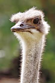 Image result for ostrich