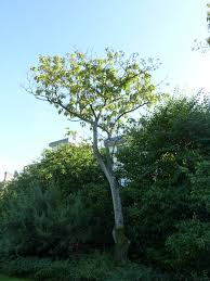 Image result for "Foxglove Tree"