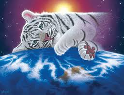 Afbeeldingsresultaat voor witte tijger wallpaper