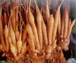 ผลการค้นหารูปภาพสำหรับ กระชาย