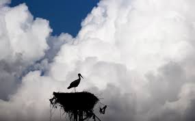 Aventura migratoria: pájaros en primavera temprana y su relación con el clima en Turquía