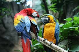 Image result for macaw parrot hd