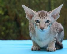 飼い主と遊ぶオリエンタル catの画像