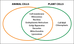 Image result for difference between animal cell and plant cell