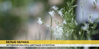 Тополиный пух, жара и… аллергия. Как борются с сезонной проблемой?