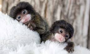 Image result for MONKEYS