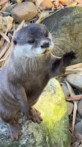 Cute Otter Moments at Taronga Zoo | Intan & Saigon | TikTok