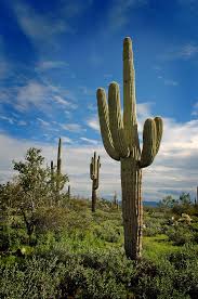 Image result for saguaro cactus