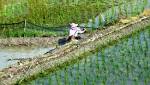  Gene-edited rice plants could boost the world's food supply