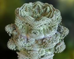 Image of Mandelbulb fractal