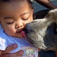 Hundewelpe rettet Familie vor Feuer