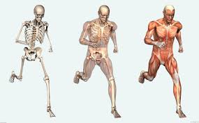 Resultado de imagen para cuerpo humano