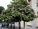Bilder av peanut tree